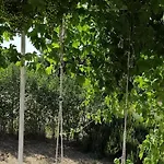 House Stone Curlew 6